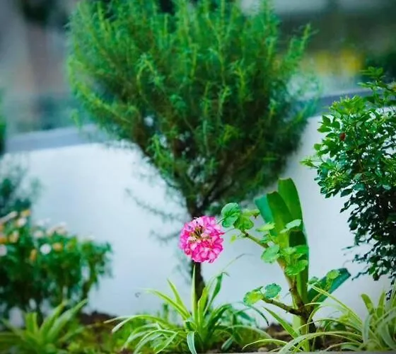Rosemary's Hi